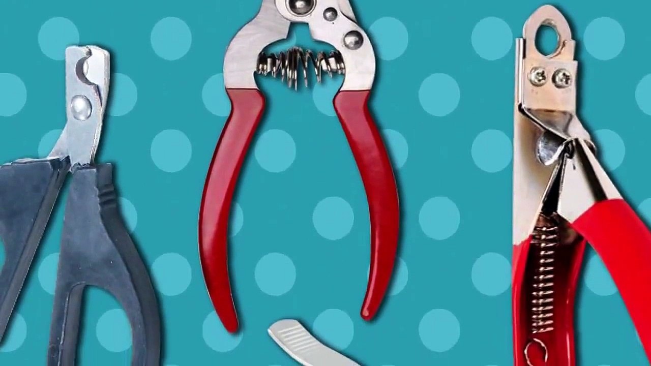 Como Cortar Unhas de Gatos