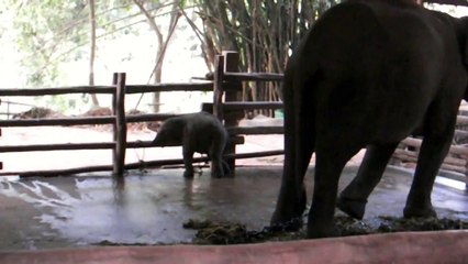 Adorable Baby Elephant HD