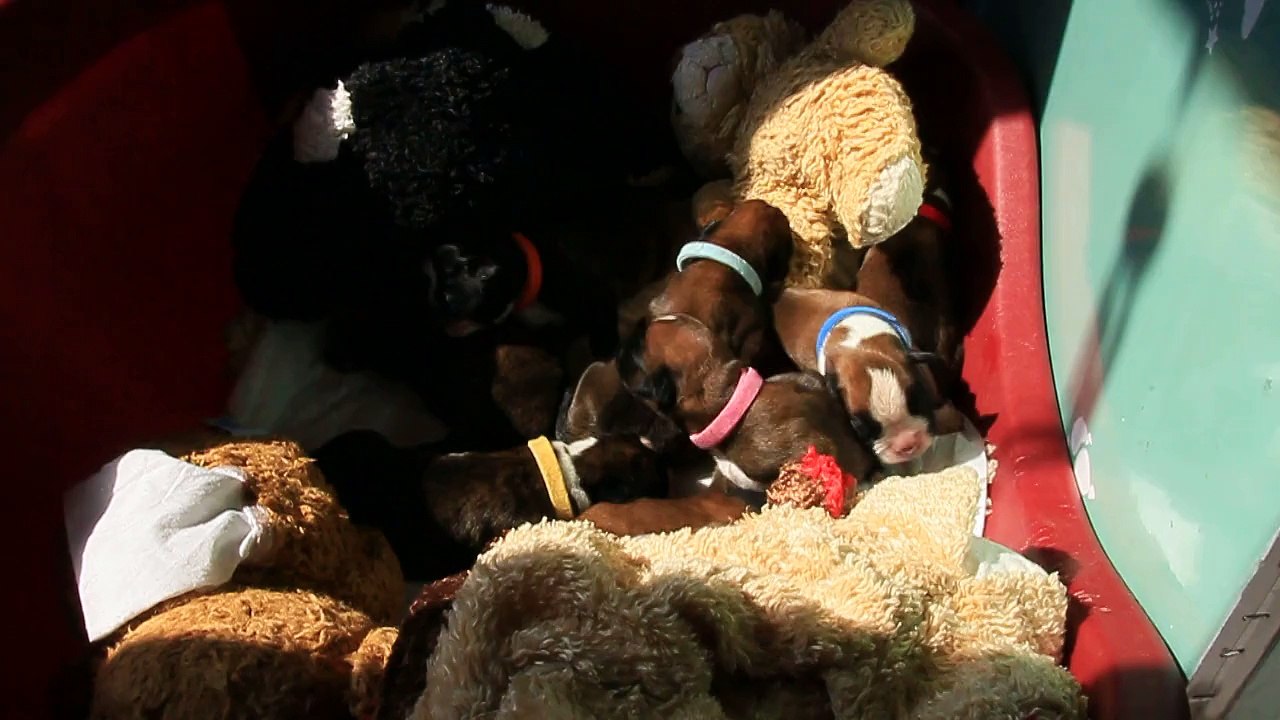 Les mini Steppois à 7 jours, 2015-06-09, (IOWA du RANCH de la RIVIERE ESPERANCE X GIOTTO du DOLON / Portée des "L" 2015