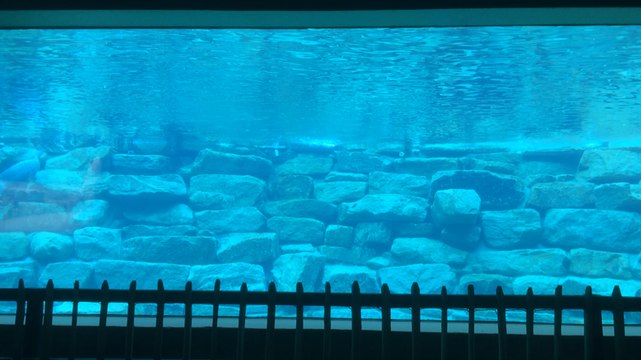 Le nourrissage des phoques et manchots