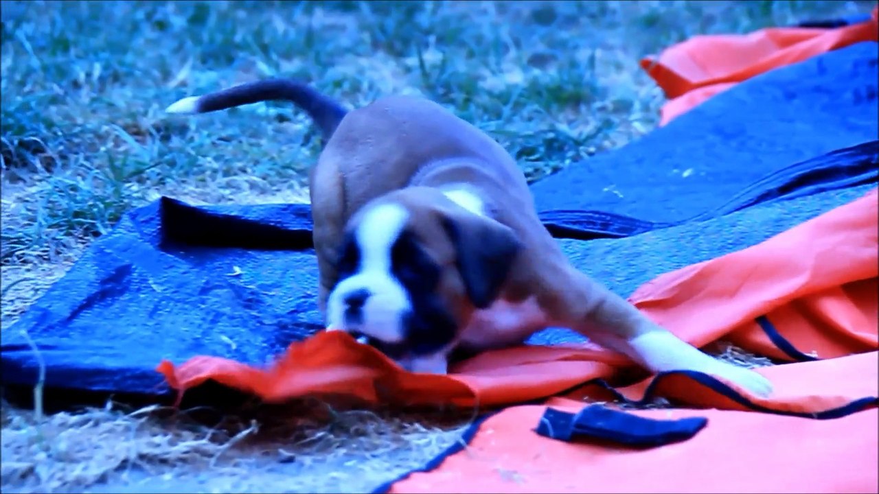 Lummi Louna des Steppes Perdues (IOWA du RANCH de la RIVIERE ESPERANCE X GIOTTO du DOLON / Portée des "L" 2015)