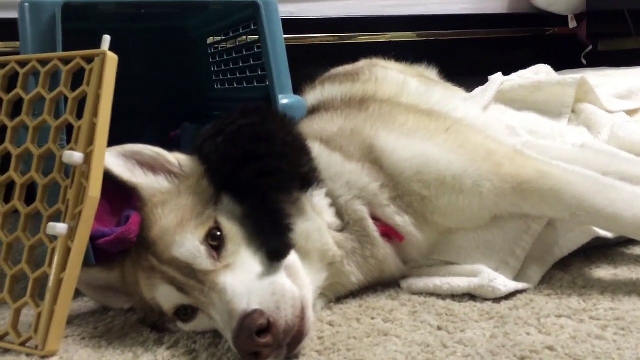 Ce chaton élevé par des Husky se prend pour l'un deux