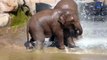 Baby Elephants Cool Down in The Pool