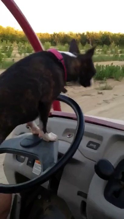 Boston Terrier demonstrates driving skills