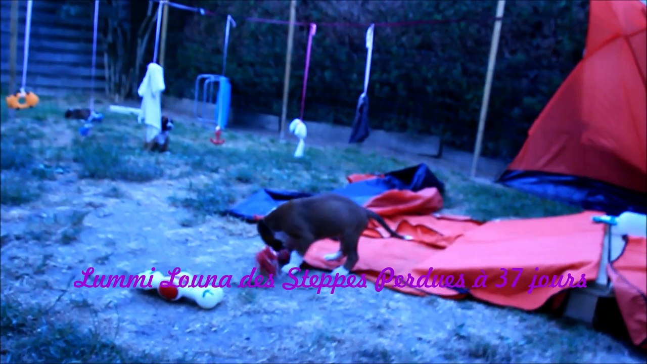 Lakota & Lummi Louna des Steppes Perdues (IOWA du RANCH de la RIVIERE ESPERANCE X GIOTTO du DOLON / Portée des "L" 2015)