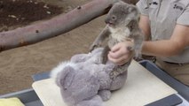 Ce bébé koala va vous faire craquer