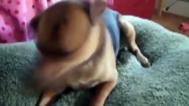 Как чихают животные - (Прикол)