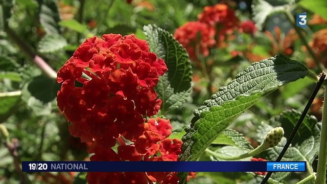 Bormes-Les-Mimosas, un paradis fleuri
