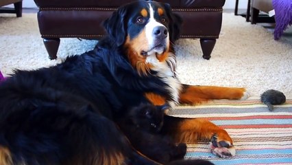 Kitten adorably imprints on giant dog