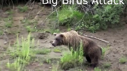 When Crazy Animals Attack   Big Birds Attack
