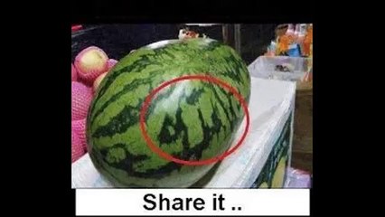 amazing Islamic miracles