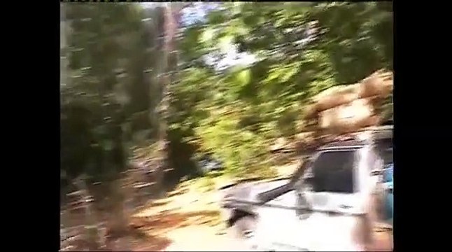 WILD chasse au sanglier, MONSTER sangliers / WILD BOAR HUNTING, MONSTER WILD BOARS