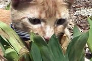 Funny cats (Home videos) - Funny Cat Videos - Funny Animals-copypasteads.com