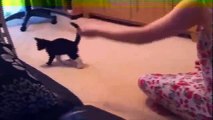Funny Videos 2014 - Funny Cats Video - Funny Cat Videos Ever Fails 2014[1]-copypasteads.com