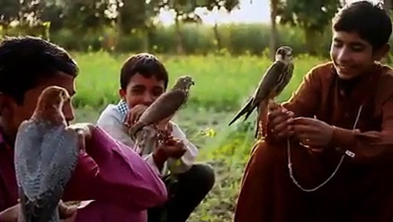 Falcon Trainging