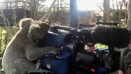 Koala wants to become an operator