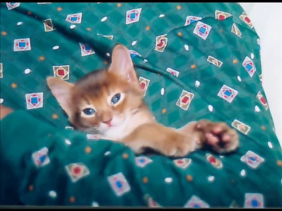 PORTSOMALI cat "Apolo"
