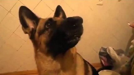 Douchebag Dog Owner Harasses Poor Pup With Voice Commands