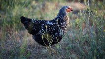 Chickens and ducks on our little farm