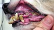 Check On Pet Dental Health