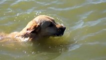 Dog diving for rock