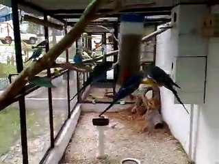 My Budgie Cage aviary