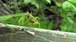 カマキリ、バッタを食す、残酷だけどこれが現実 - Mantis eats grasshopper