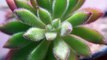 Cactus suculentas y otras plantas REASON