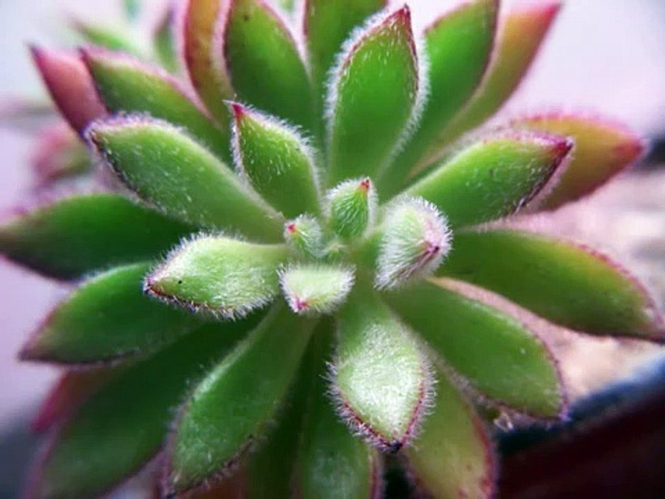 Cactus suculentas y otras plantas REASON