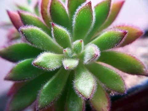 Cactus suculentas y otras plantas REASON