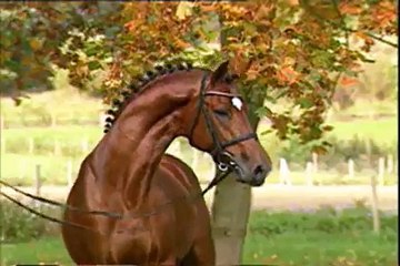 Horse Music Video  - Calabria 2007