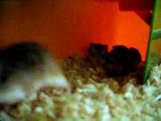 Roborovski babies 17 days old and mum attack! Robovlog