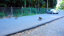 Cambodian Monkeys Caught in the Act