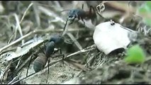 Les fourmis : un extrait de mon film 