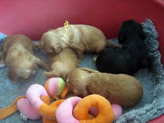 BB FLORA 3 semaines 013