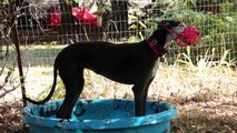 Greyhound Play Date - Greyhound Pet Adoption Northwest