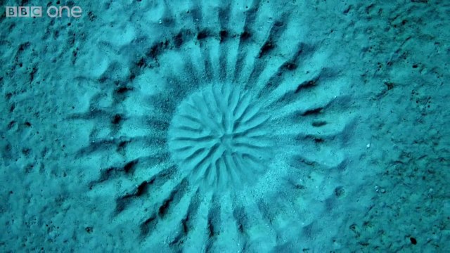 Pufferfish drawing magic rosace and draws in the sand - Artist fish