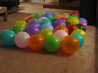 Anastasia - balloon popping dog, gets ready for the Guinness World record