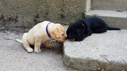 Chiots Fossette X Hamilton 2015 - 4