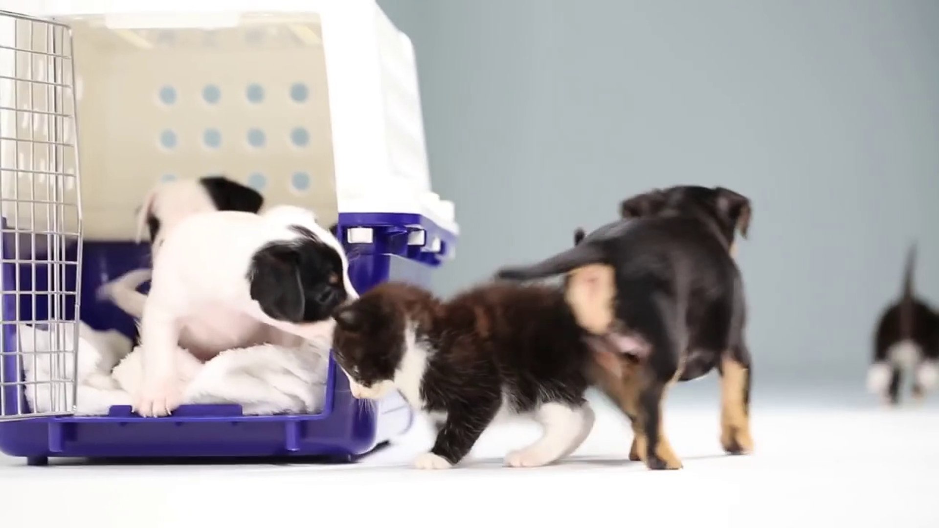 Cute Kittens And Puppies Meet For The First Time - Vidéo Dailymotion