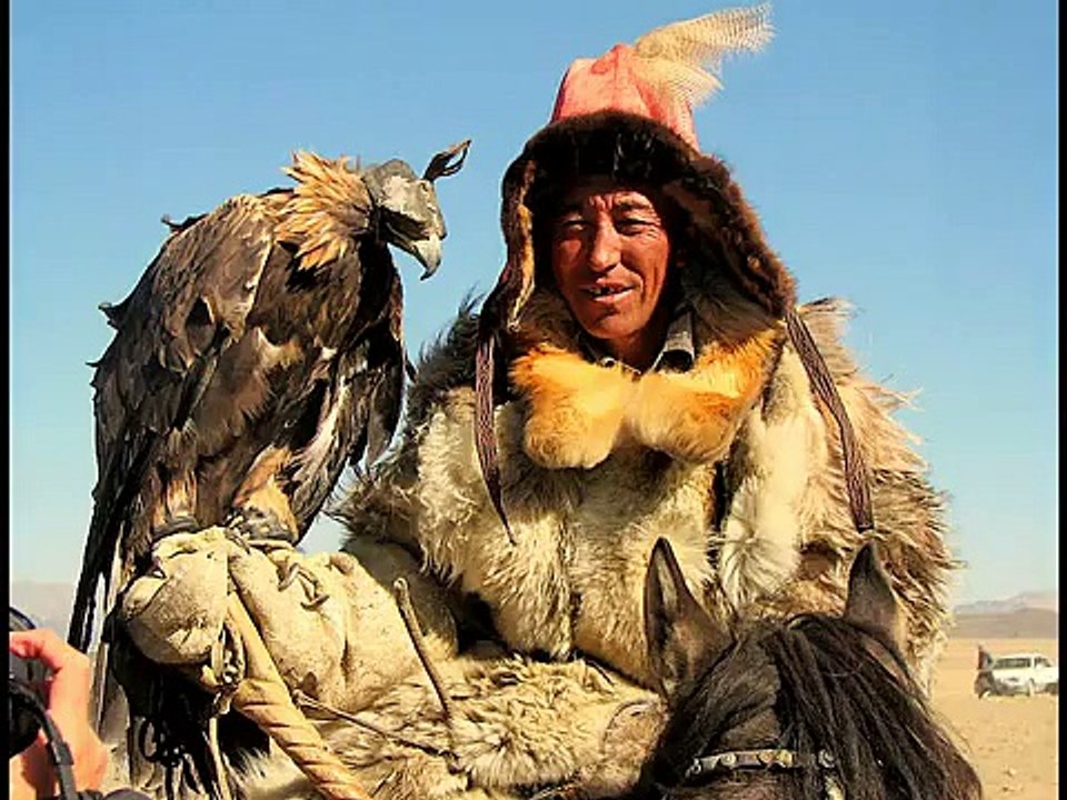 Golden eagle hunting wolf