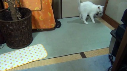 白猫ユキ、ボールをくわえて戻って来る♪ White cat Yuki brings rounded socks