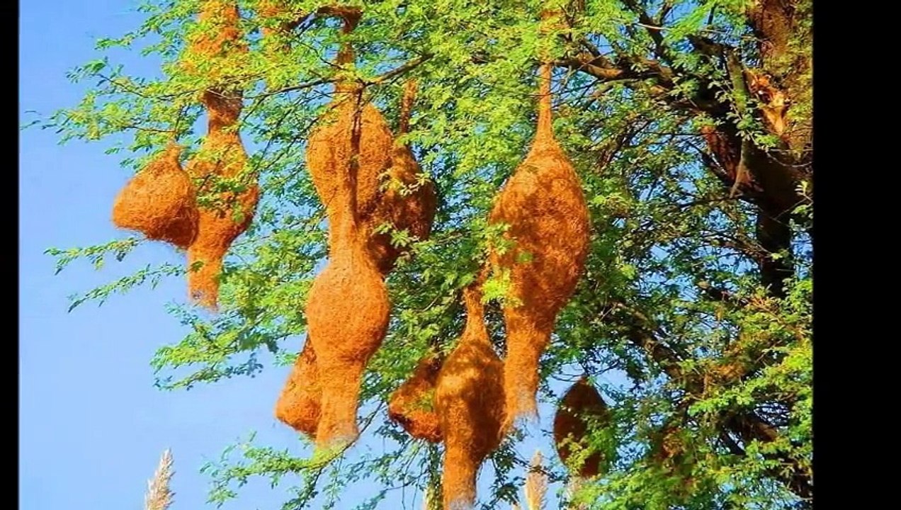 Sohna Pakistan