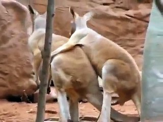 Gay Male Kangaroos