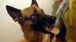 German Sheperd Dog gets angry to happy in one second!! Don't try to piss him off!