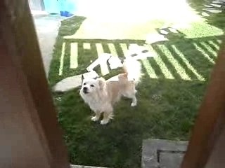 Pipok le chien qui aboit tout le temps