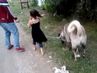 aksaray malaklı sı  14 aylık  85 kg  88cm