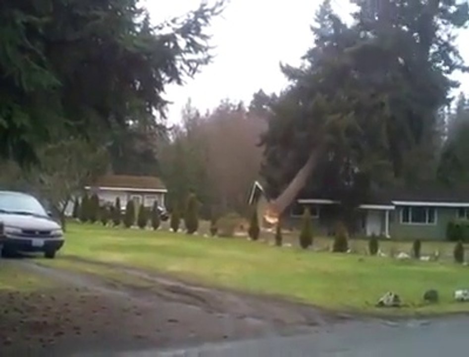 Trees cutting Fails ( disastors , funny falls )