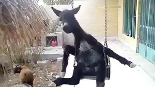 Lonely SAD Donkey in a swing Funny