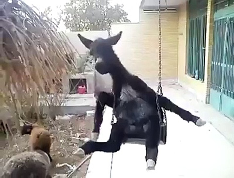 Lonely SAD Donkey in a swing Funny
